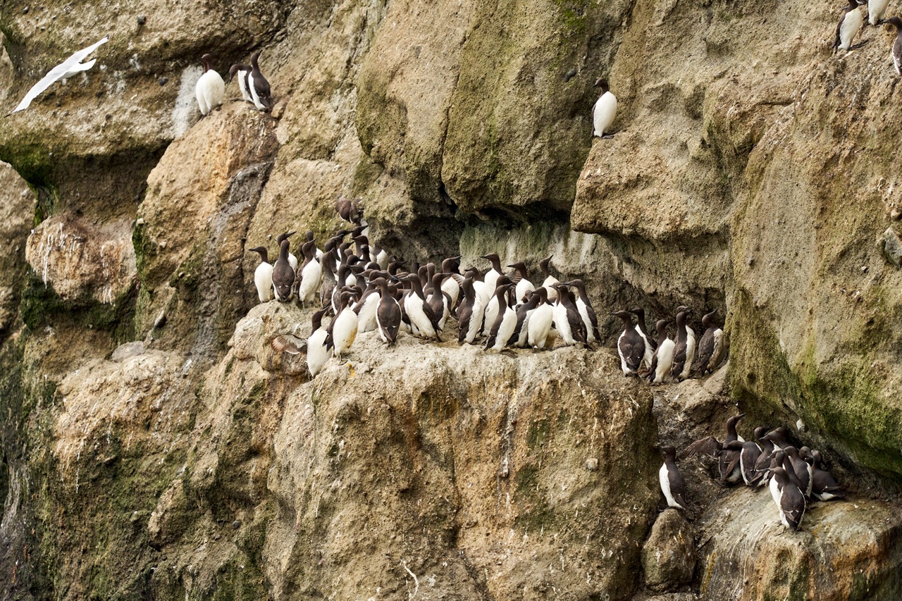 Пингвины на Камчатке – фото с экскурсии базы Снежная Долина
