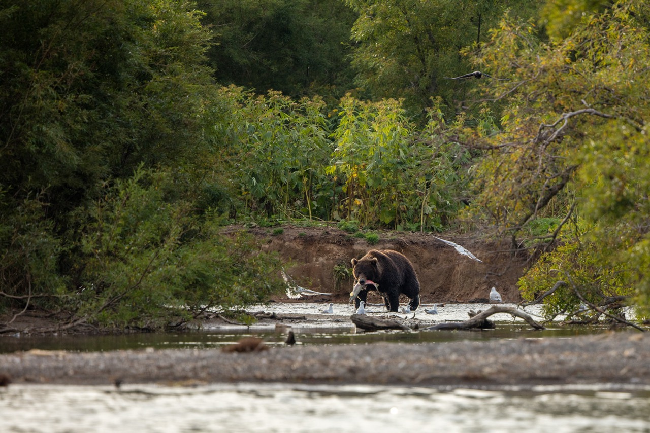 Медведь на Камчатке с добычей – фото туриста базы Снежная Долина