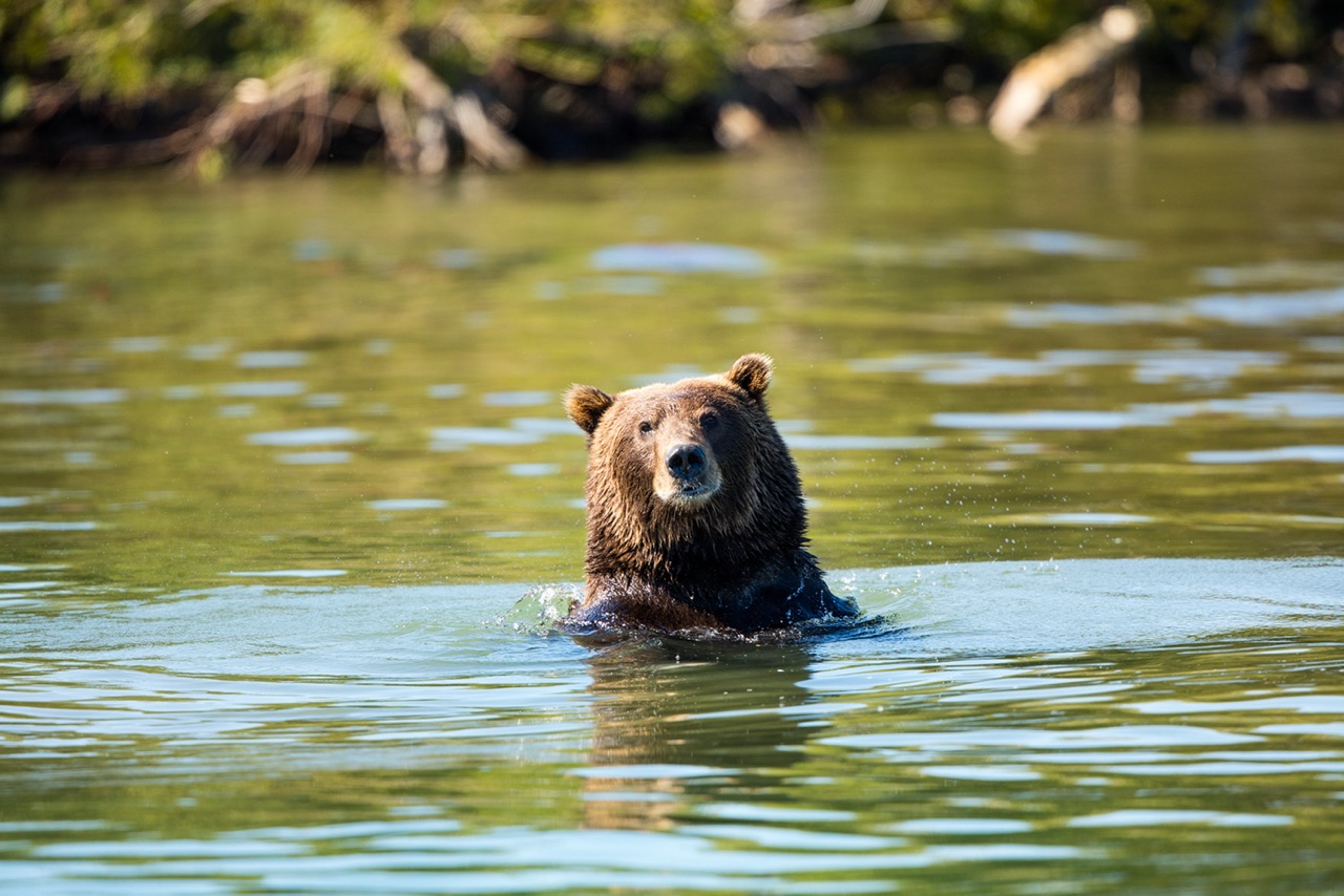 Медведь в озере на Камчатке – фото с тура от базы Снежная Долина